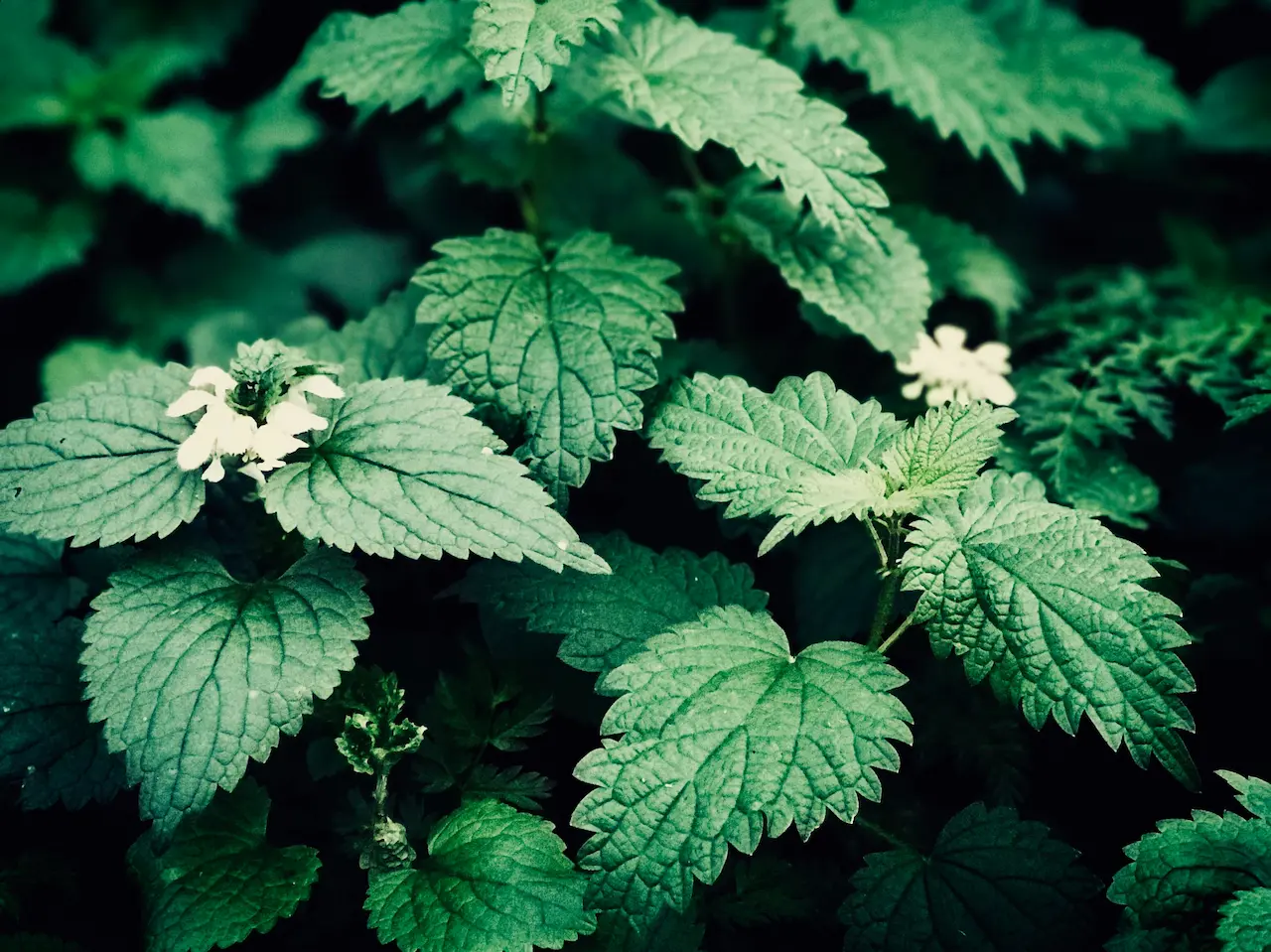 Sting Nettle